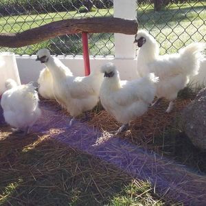 Meet your Posher, Carol